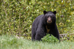 black bear