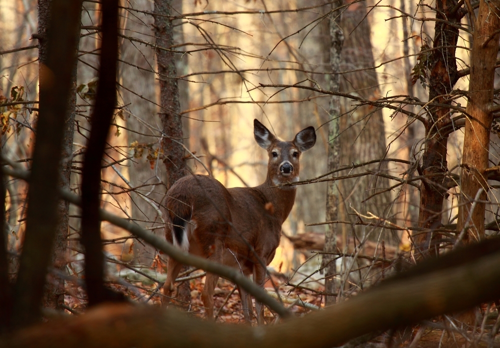 doe looking back in woods