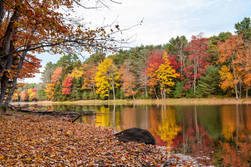 fall foliage and reflection on pond