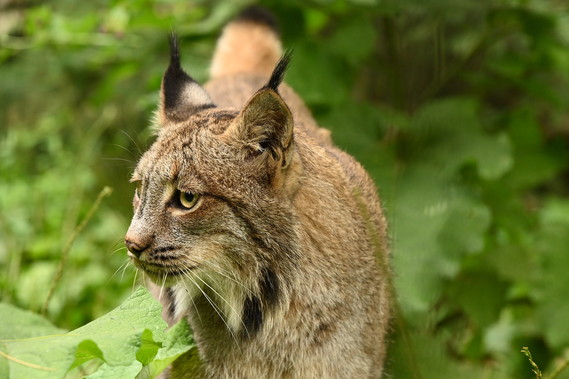 Canada lynx