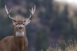 white-tailed deer