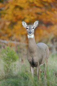 doe in field