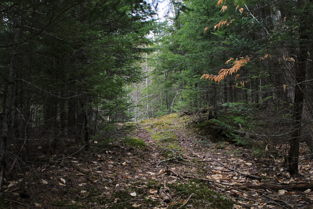 trail through woods