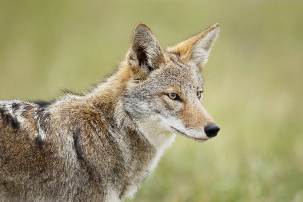 Eastern coyote