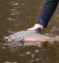 Trout Release 