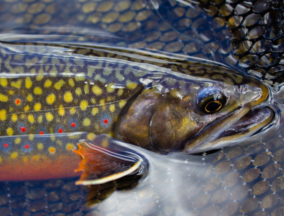 Trout Net