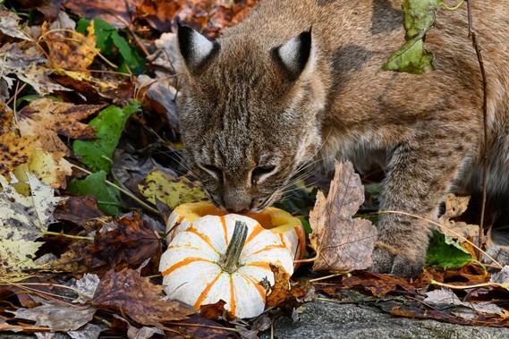 bobcat with a pumpkin