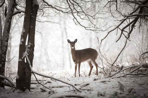 doe standing at edge of tree line with snow