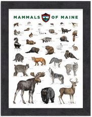 mammals of Maine print with frame