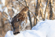 ruffed grouse in snow