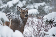 white-tailed deer with fresh snowfall