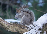 gray squirell