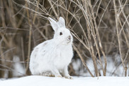 snowshoe hare