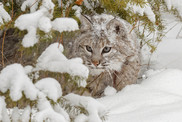 bobcat