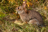 New England cottontail