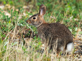 Eastern cottontail