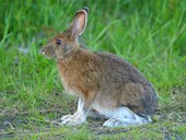 snowshoe hare photo by Paul Cyr