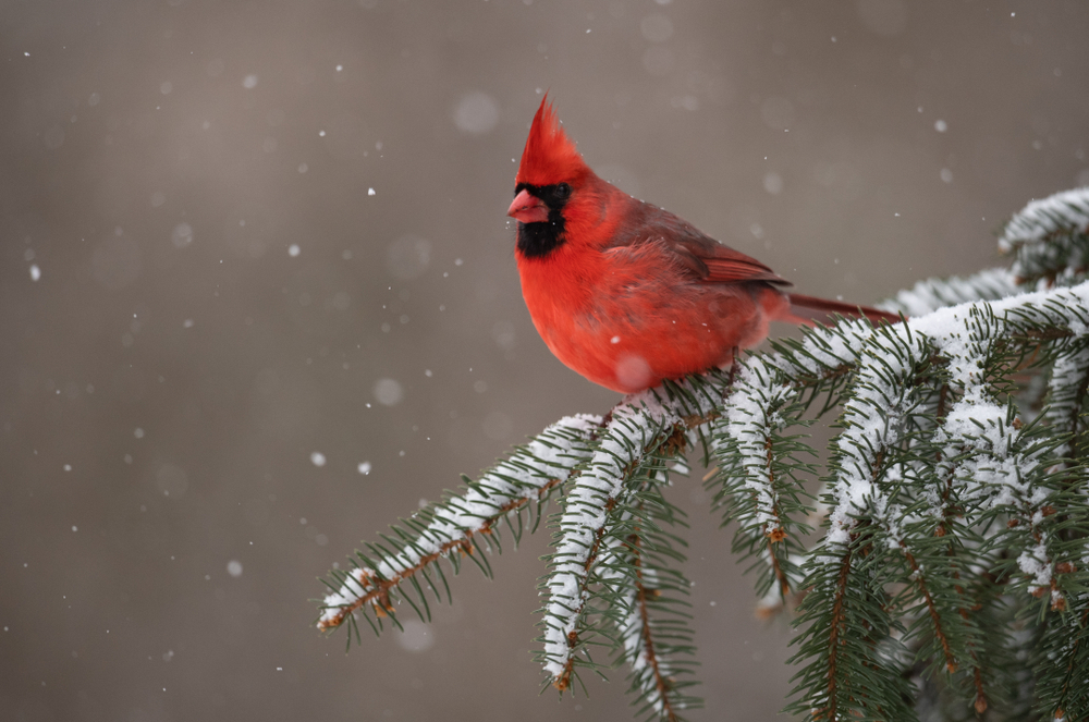 Northern Cardinal