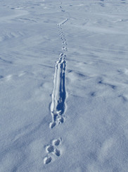 otter tracks in snow