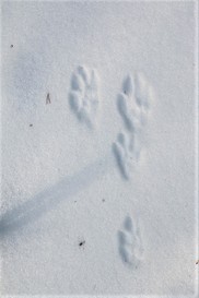 snowshoe hare tracks in snow