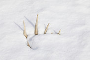 shed deer antler in the snow