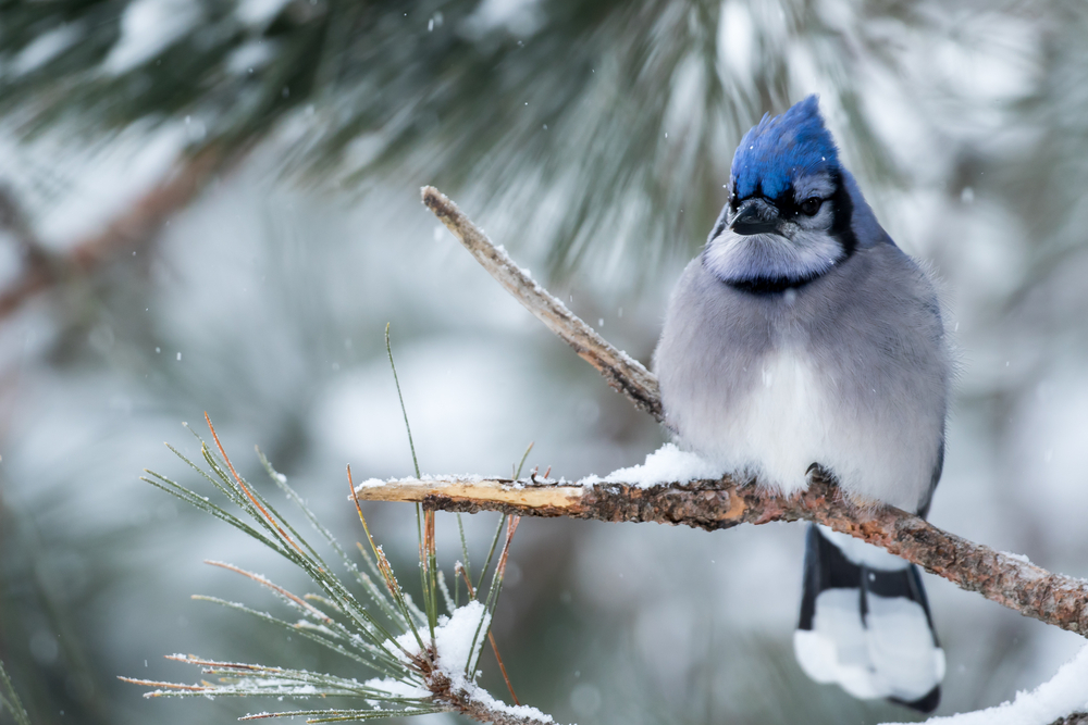 blue jay perched on branch