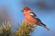 crossbill bird