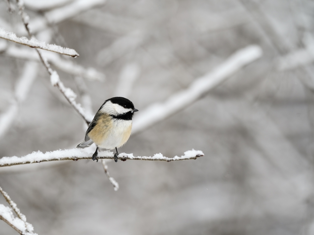 chickadee perched on snowy tree branch