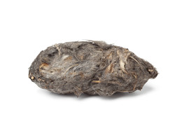 owl pellet