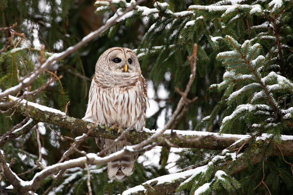 barred owl