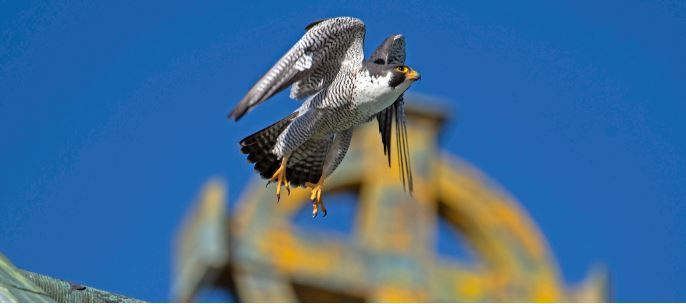 Peregrine falcon in flight. Photo by Deb Powers