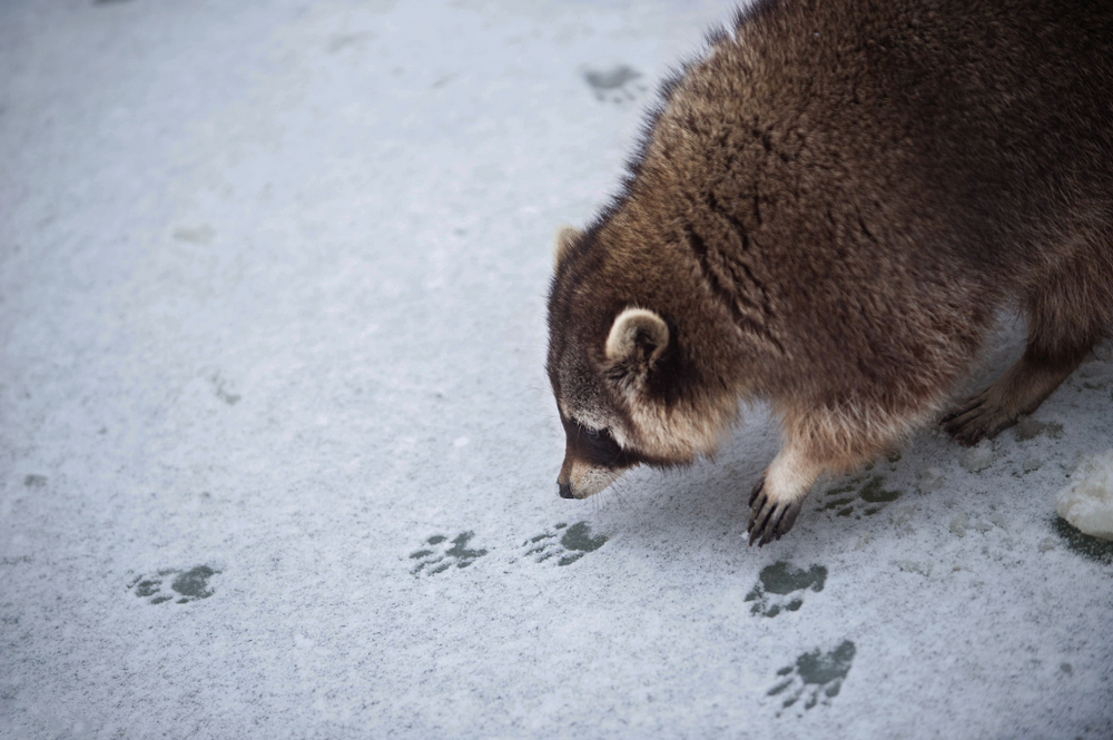 raccoon sniffing tracks in snow