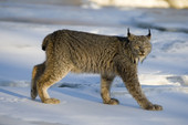 lynx