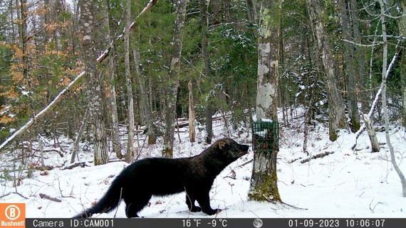 fisher camera trap photo