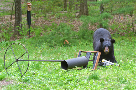 black bear taking down a bird feeder in a backyard