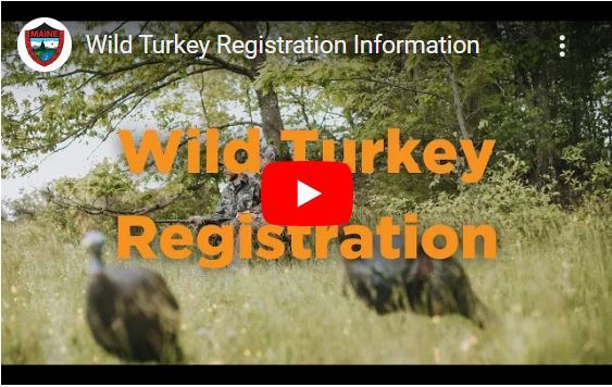 wild turkey registration YouTube preview 