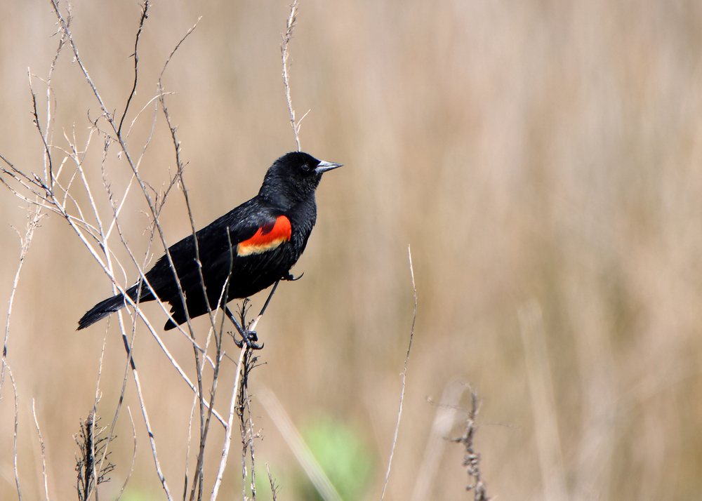 red-winged blackbird