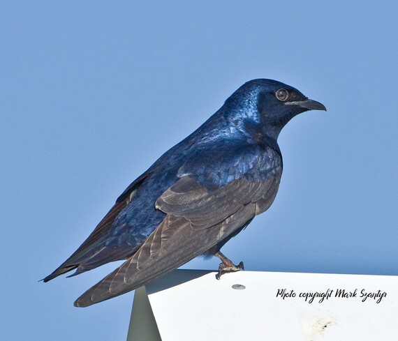 purple martin