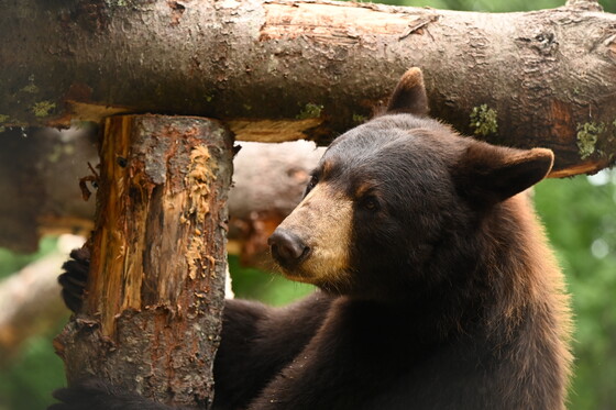 black bear