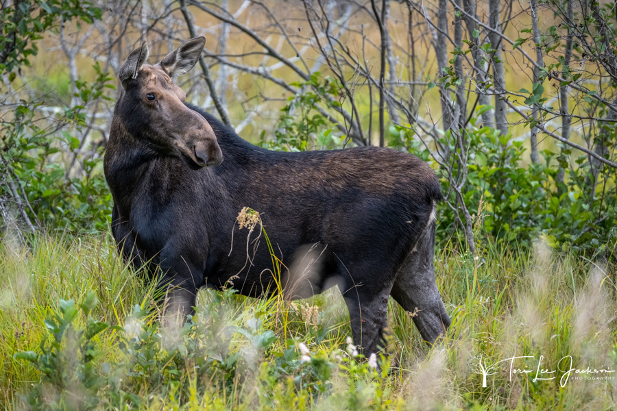 cow moose