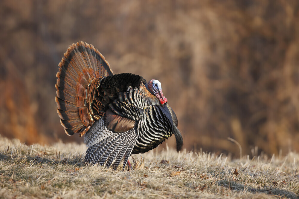 wild tom turkey in field