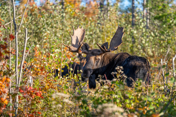 bull moose standing in fall foliage with cow moose in background