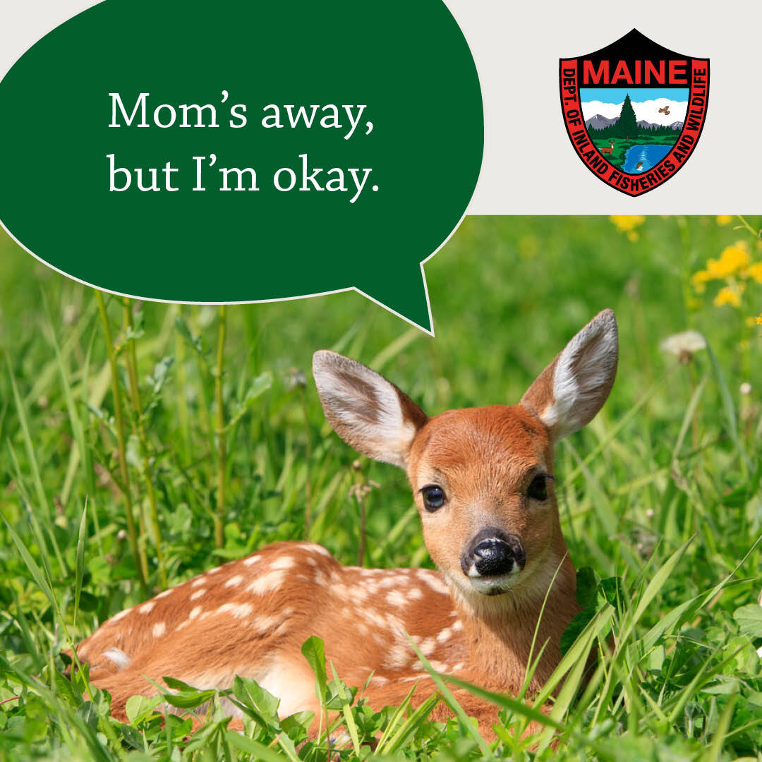 Deer fawn laying in grassy field with MDIFW logo and a thought bubble that reads "Mom's away, but I'm okay."