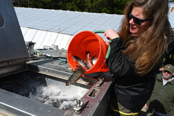 female dumping brook trout from orange 5-gallon bucket into stocking truck