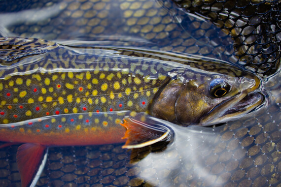 colorful brook trout in a black rubber fishing net in the water