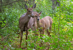 Two white-tailed deer among the green leaves of a forest.