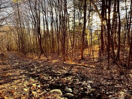 A rocky leaf-covered path through a wooded area with evening sun filtering through the trees.