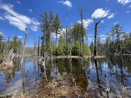 A view across a small oxbow pond with dead tree stags in the water and evergreens on the far shore.