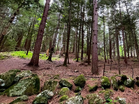 tall trees in a forest grow behind an old moss-covered stone wall