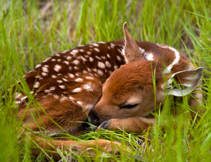 deer fawn laying in grass